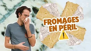 Miniature : La mort du camembert ?? 🧀 | Va Savoir #09
