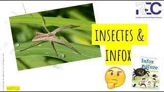 Miniature : Idées reçues autour des insectes et araignées