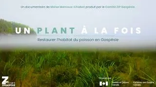 Miniature : Un Plant À La Fois - Comité ZIP Gaspésie