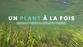 Miniature : Bande-annonce Un Plant À La Fois - Comité ZIP Gaspésie