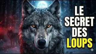 Miniature : Incroyable : les secrets cachés des loups