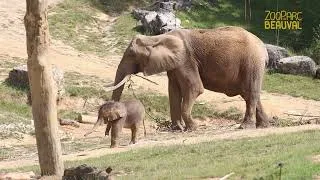 Miniature : Himba et Rosie enfin réunies ! Leur première sortie ensemble à Beauval