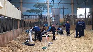 Miniature : Les coulisses des soins vétérinaires à Beauval : de la girafe au scorpion