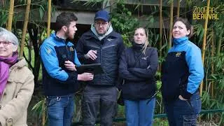 Miniature : La tentative d’adoption d'un bébé gypaète barbu à Beauval