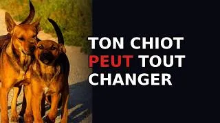 Miniature : Pourquoi mon chiot Bulldog devient timide à 5 mois ?