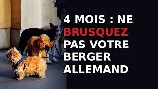 Miniature : Comment éduquer un chiot Berger Allemand de 4 mois sans le brusquer