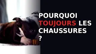 Miniature : Pourquoi mon chiot mâche mes chaussures et pas ses jouets ?