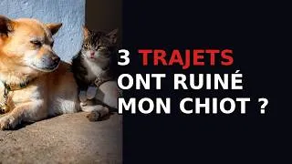 Miniature : Comment aider mon chiot à ne plus avoir peur en voiture ?
