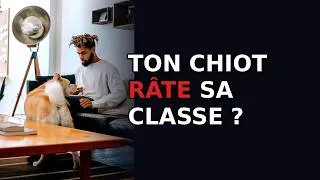 Miniature : Comment savoir si ton chiot bénéficie d'une classe pour chiots