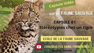 Miniature : Capsule Faune Sauvage 01:  Stéréotypie chez un tigre