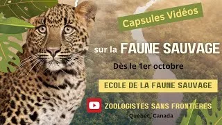 Miniature : Capsule Faune Sauvage 00  ; liste des sujets