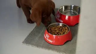 Miniature : Royal Canin Puppy & Adult – Début de Vie : Du chiot au chien (regardez-les grandir)