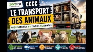 Miniature : Transport d'animaux et Temps de pause : êtes-vous en règle ?