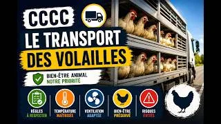 Miniature : Transporter des volailles : ce qu'il faut absolument savoir