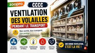 Miniature : Attention de ne pas tuer les volailles durant leur transport !