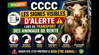 Miniature : Transport d'animaux : Savoir reconnaître un animal en difficulté