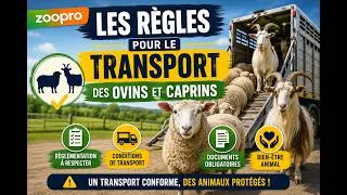 Miniature : CCCC ovins et caprins : ATTENTION aux erreurs de transport !