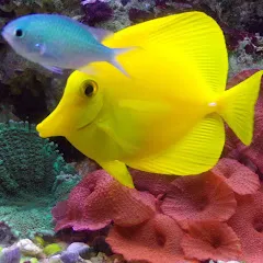 aquamicrofaune