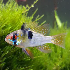 aquarioorni3511