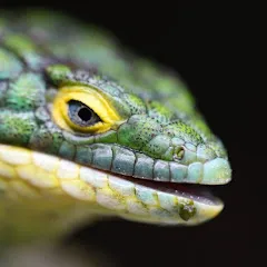 arthropo-reptiles3612