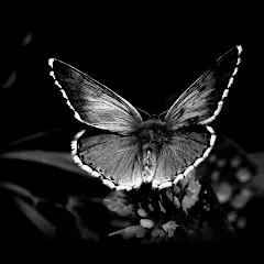 borboleta9501