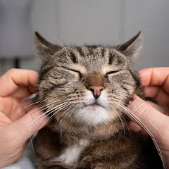 Avatar de chat amoureux