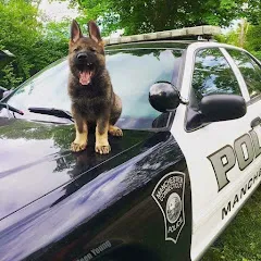 chienpolicieramericain