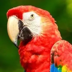 cocofloreal