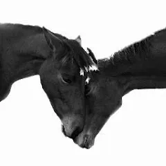 crazyhorses-chaineequestre678