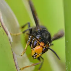 Avatar de Darrouzet - Frelon asiatique