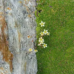 grandeurnature