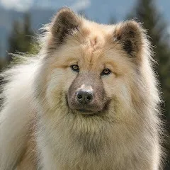 itaewoneurasier