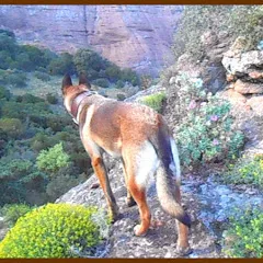 Avatar de 🐺JeυɴeCнιeɴ VιeυхLoυp / Eтнoloɢιe Cαɴιѕ🐶