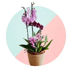 journalduneorchidee