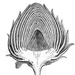 Avatar de L' artichaut