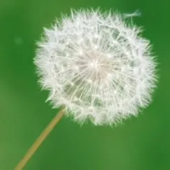 lastucedelelfe3543