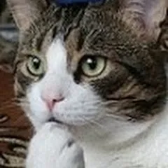 laviedeschats