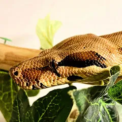 lcreptiles4380