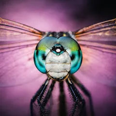 Avatar de Le Code Sauvage