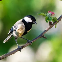 lemerveillementnature