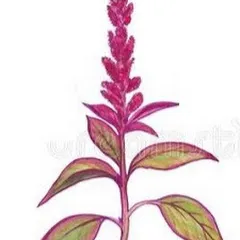 lesjardinsbenefiques7942