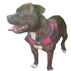 makasworldstaffie