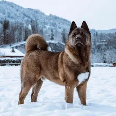 malcolmtheakita