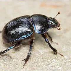 mimic2489