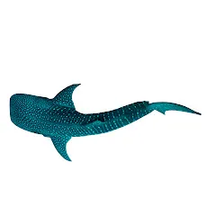 neptunea3631