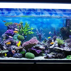 passionaquariophilie