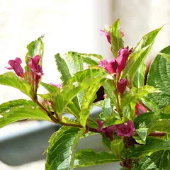 petalesdor6943