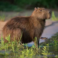 petit_capybara