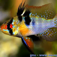 quentinaquariophilie1929