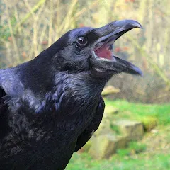 raptor_lilith66